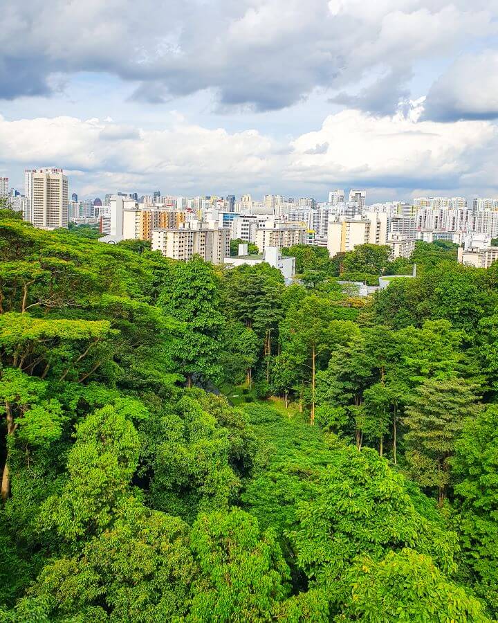 A view from the Henderson Waves in Singapore. The bottom half of the photo is fully taken up by green trees and the top half is the city with lots of tall apartment blocks and the cloudy sky "10+ Best Affordable Things to do in Singapore"