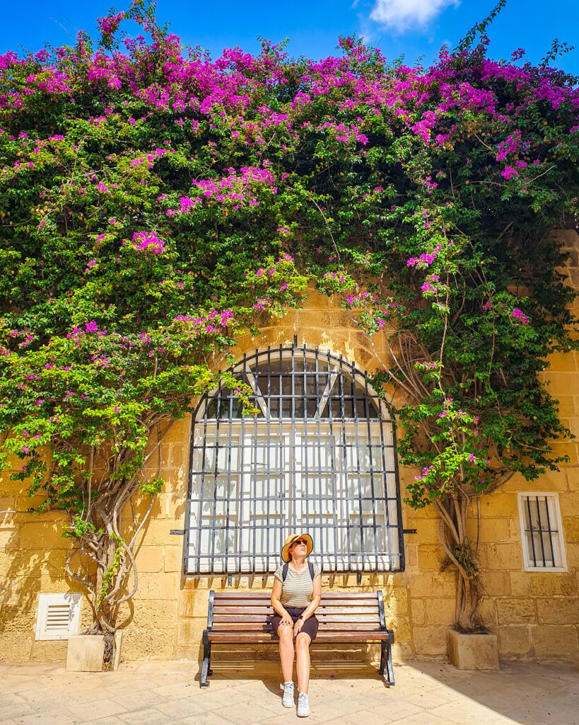 Krissie sitting on a chair underneath two large plants crawling up the side of a wall with beautiful pink flowers on top in Mdina, Malta "Where Are the Best Areas to Stay in Malta?"