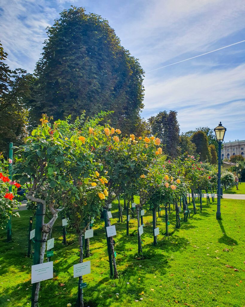 A rose garden in Volksgarten, Vienna, Austria with red and orange roses on green bushes and a big green tree behind them. Beside the roses is a green lamp post and the sky is a beautiful blue "Free and Budget Friendly Ways to Spend Your Time in Vienna"