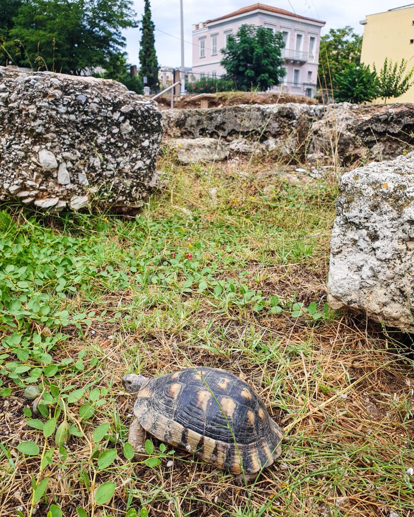 A little tortoise with white spots on its shell sitting on the grass with some stone ruins around it in Athens, Greece "How to Make the Most of the Athens Combined Ticket"