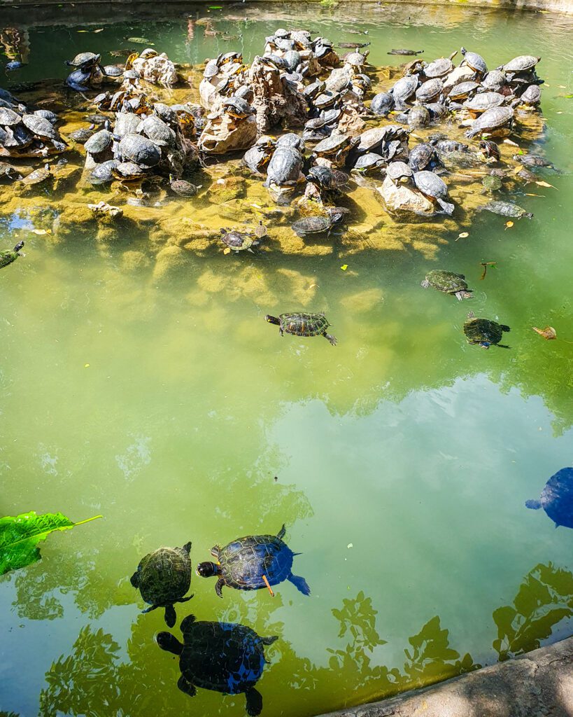 A rock in the middle of a little pond with heaps and heaps of turtles on it. Some turtles are stacked on top of each other and some are swimming in the pond in the National Garden in Athens, Greece "The 6+ Best Budget Friendly Activities in Athens"