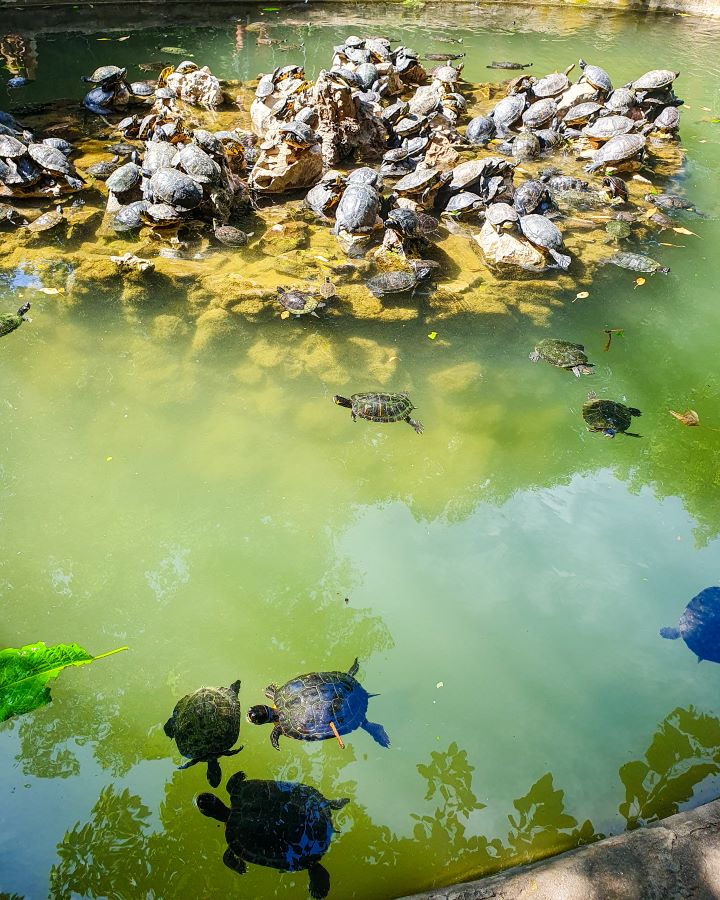 A rock in the middle of a little pond with heaps and heaps of turtles on it. Some turtles are stacked on top of each other and some are swimming in the pond in the National Garden in Athens, Greece "The 6+ Best Budget Friendly Activities in Athens"