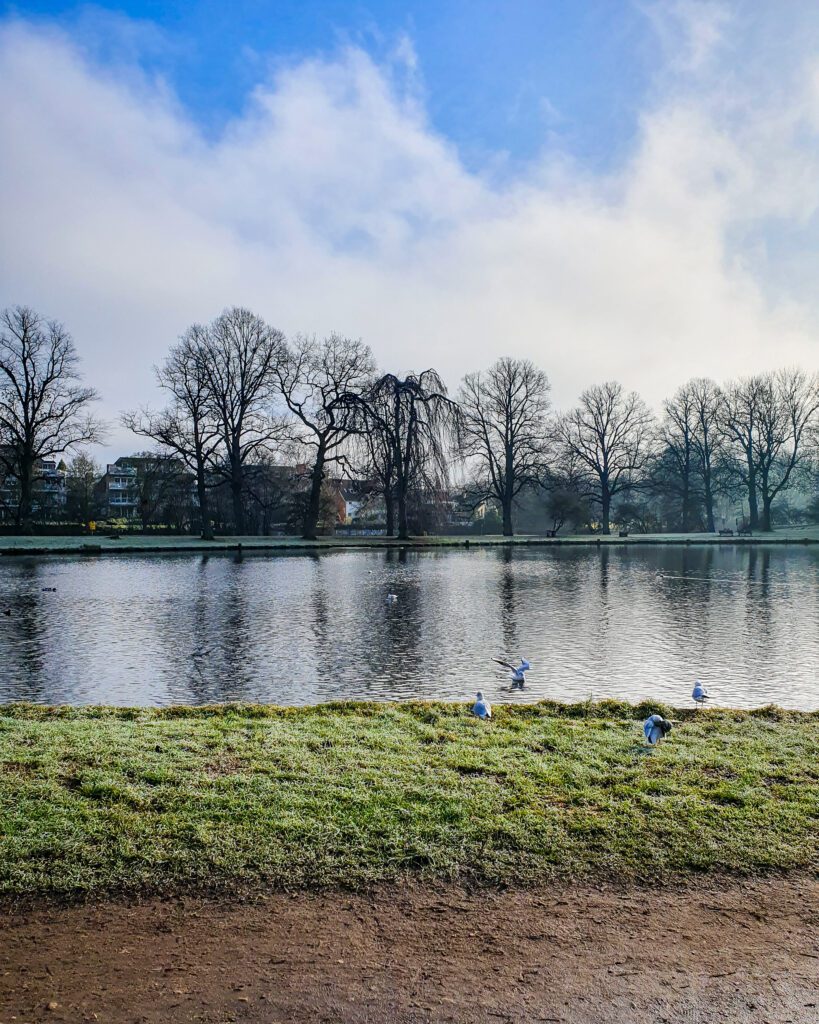 A view of the water around Lübeck with some trees, grass and birds as well "How to See Lübeck in a Day Trip from Hamburg"