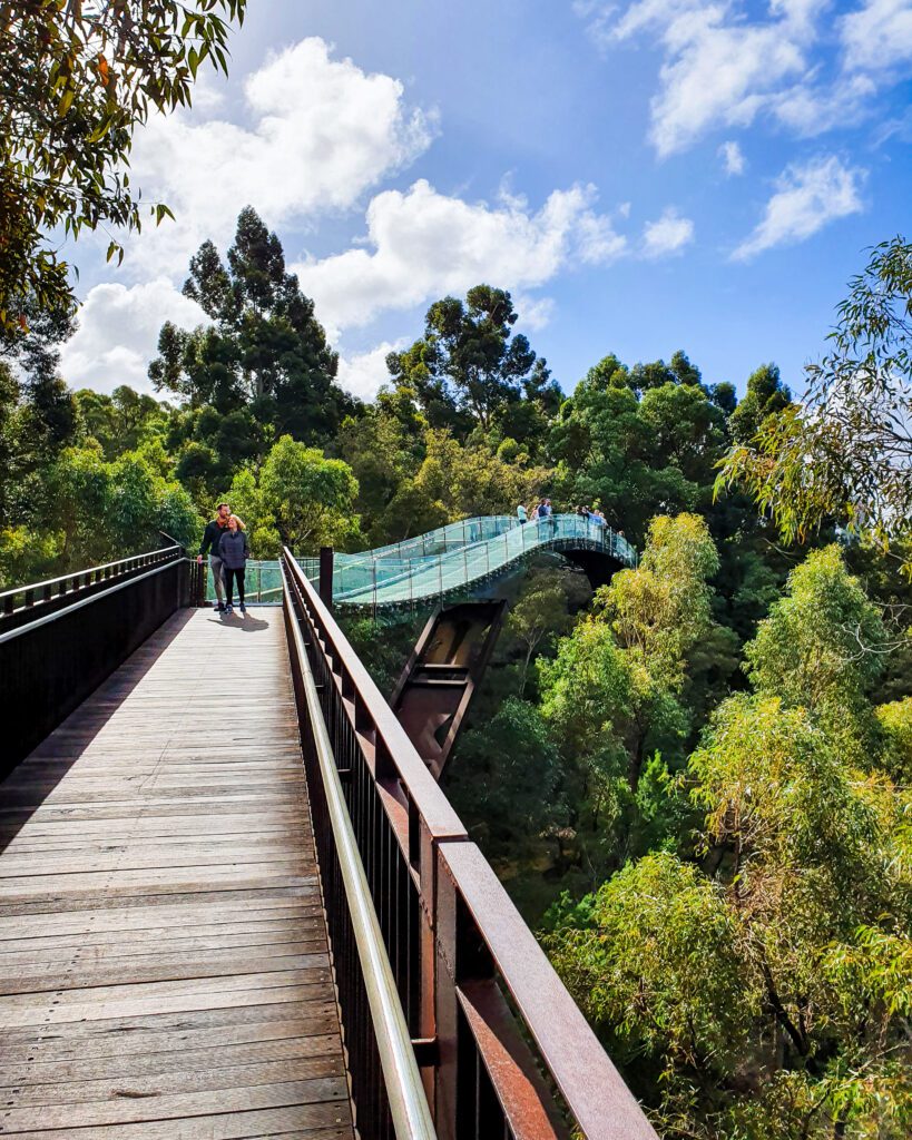 A bridge with a glass railing going through the big green trees in Kings Park Perth, WA "How to See Perth in a Weekend"