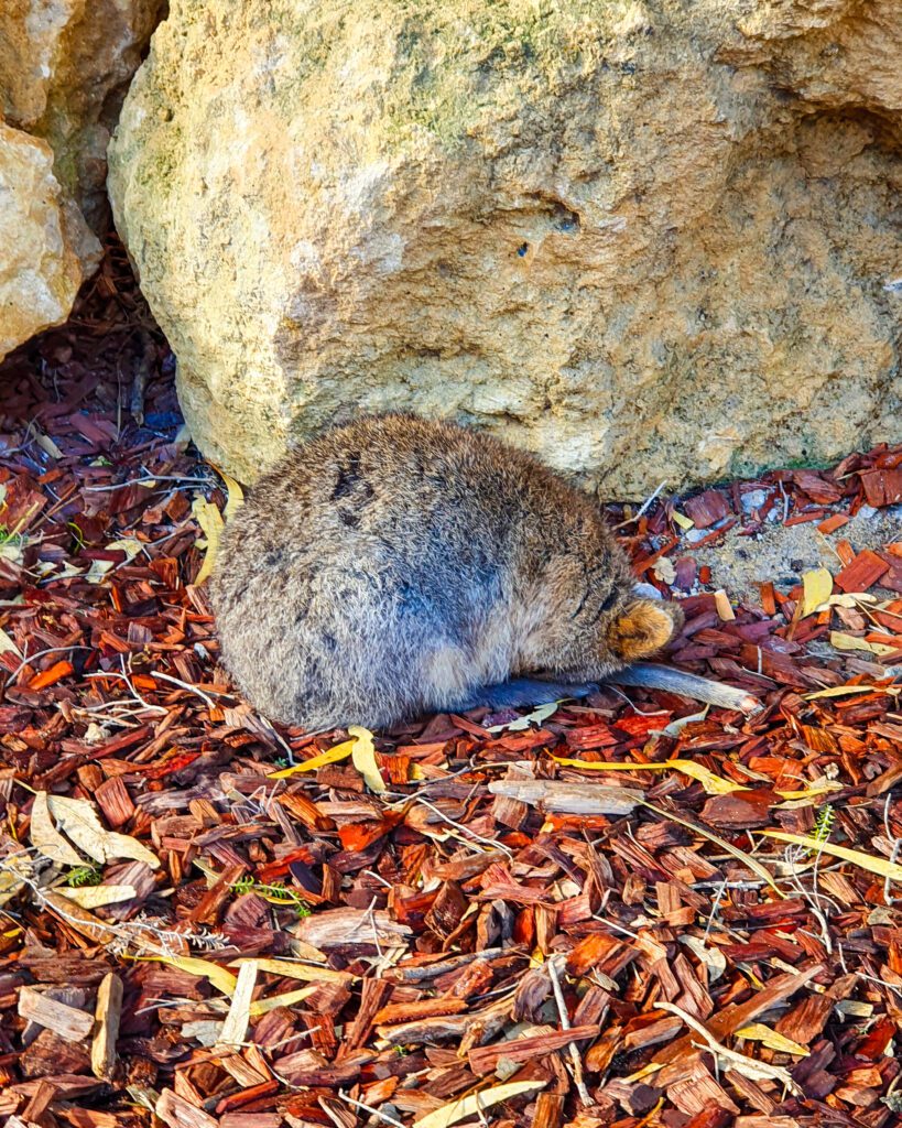 A sleeping quokka on Rottnest Island, WA. It's bent over so that its head is resting on its tail and it's sitting on some mulch with some rocks behind it "Rottnest Island Day Trip: Everything You Need to Know"