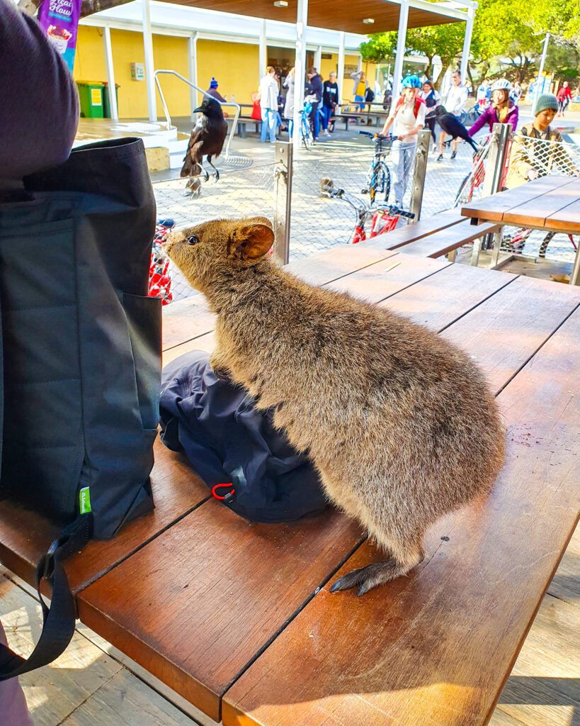 A brown fluffy quokka standing on a wooden table sniffing at our black bag on Rottnest Island, WA. Behind him are lots of people with bikes and a long yellow wall which is the outside of another shop across the street "Rottnest Island Day Trip: Everything You Need to Know"