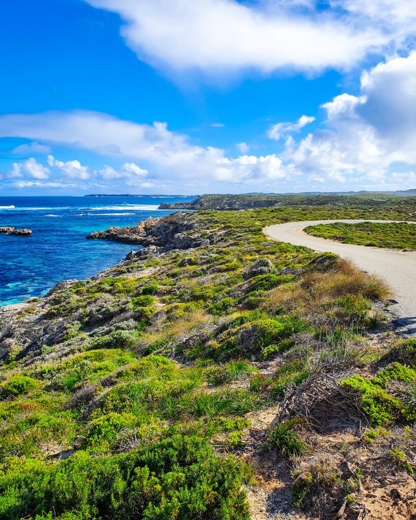 A landscape view of Rottnest Island, WA. There's lots of low green dense bush with rocks and a grey road running through the plants on the right. On the left is crystal blue water and above is a blue sky with clouds "Rottnest Island Day Trip: Everything You Need to Know"