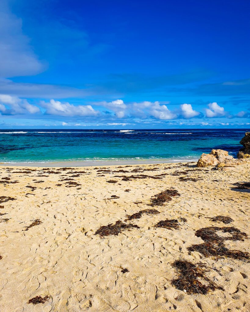 A beach on Rottnest Island, WA. The sand is a yellow, white colour and has seaweed on it and beyond it the beautiful blue water with a blue sky above it "Rottnest Island Day Trip: Everything You Need to Know"