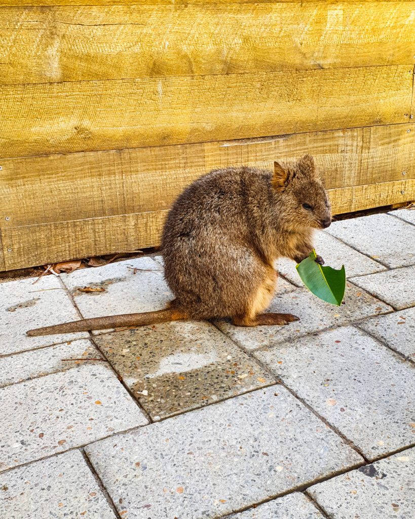 Rottnest Island Day Trip: Everything You Need to Know. A little quokka on Rottnest Island, WA, about the size of a small domestic cat, standing on some grey pavement and holding part of a green leaf.