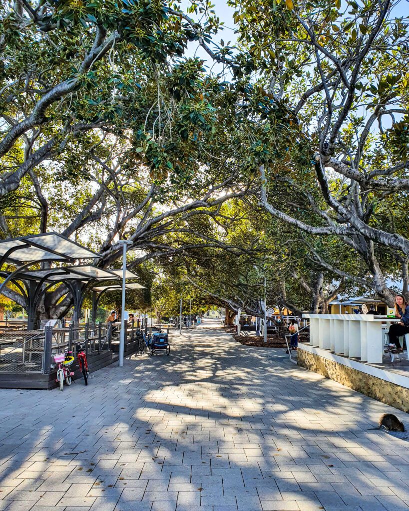 A grey paved street on Rottnest Island, WA, with trees on either side connecting in the middle above the walkway. On either side there are raised platforms with seating areas and some people around. There's also a little quokka in the bottom right corner "Rottnest Island Day Trip: Everything You Need to Know"