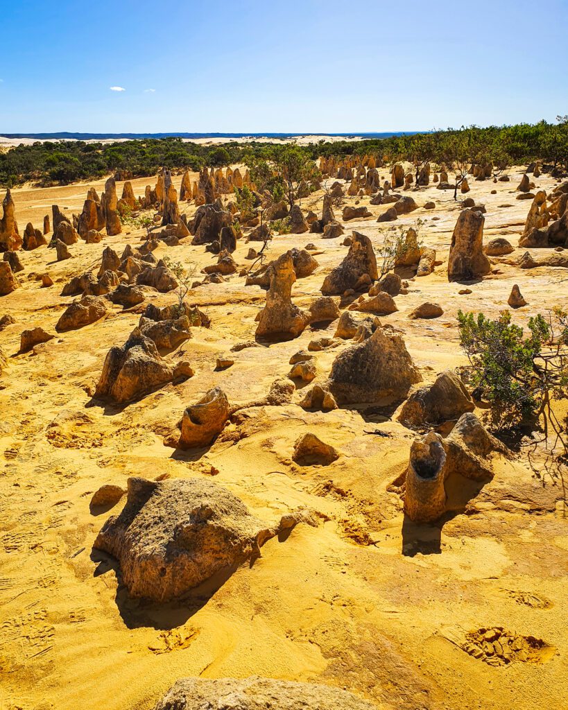 The bottom half of the photo is full of yellow sand and heaps of the pinnacles, WA which are big limestone structures with trees in the background and the top is the clear blue sky "How to See Perth in a Weekend"