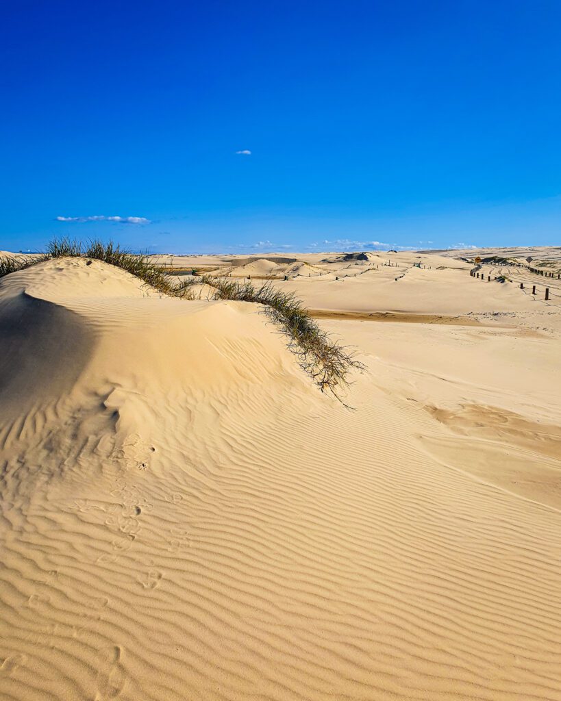 A huge sand dune with lots of sand hills and some grass growing on them just outside of Newcastle, NSW. Above the sand dunes is a bright blue sky "Four Easy Day Trips From Sydney on the train"