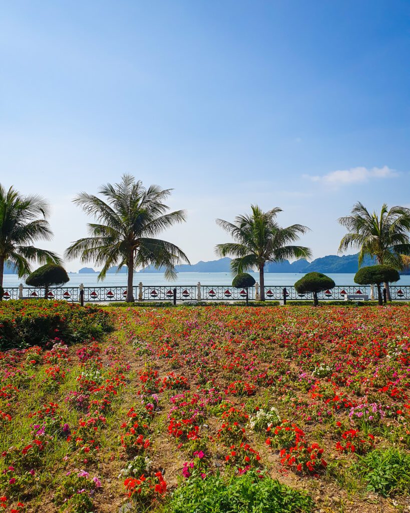 A field of red, pink and green flowers on Cat Ba Island in Vietnam. Behind the field is 4 palm trees and 4 smaller green trees in front of a fence with the water of Lan Hay Bay behind it. In the distance you can see the limestone hills in the bay "Lan Ha Bay: A Beautiful Alternative to Halong Bay"