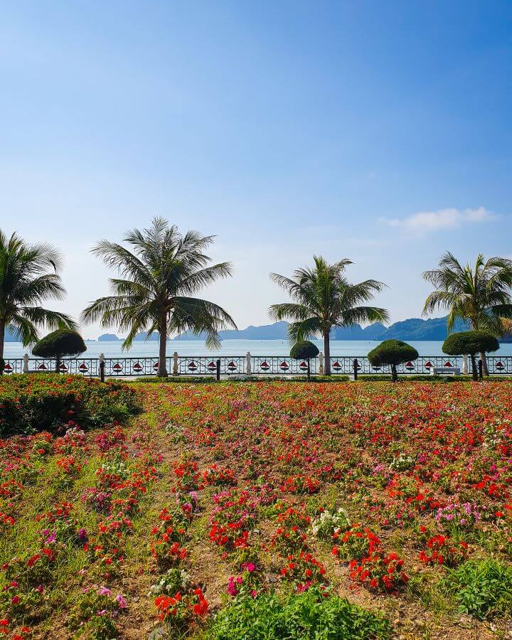 A field of red, pink and green flowers on Cat Ba Island in Vietnam. Behind the field is 4 palm trees and 4 smaller green trees in front of a fence with the water of Lan Hay Bay behind it. In the distance you can see the limestone hills in the bay "Lan Ha Bay: A Beautiful Alternative to Halong Bay"