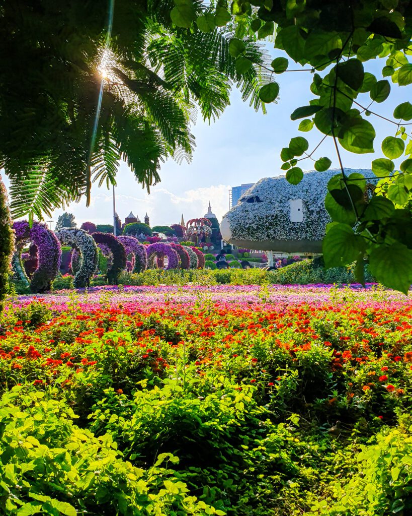 The Miracle Garden in Dubai, UAE. The foreground is full of green bushes, with red, pink and purple flowers in lines behind them. On the left are 8 big love heart statues covered in flowers over a walkway for people to walk under and on the right is the nose of an A380 plane covered in flowers "Nine of the Best Budget Friendly Ways to see Dubai"