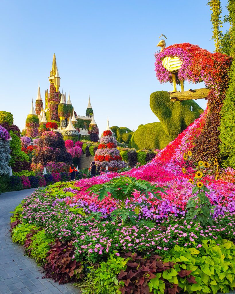 On the left, a castle with lots of white turrets covered in green, purple, pink and red flowers. In front of the castle is a tiled walkway that curves around and on the right is a peacock statue on a plinth with a huge cascade of flowers coming from it's back. There's also an elephant statue covered in green grass and the whole photo is super colourful. At the Dubai Miracle Garden in the UAE "Nine of the Best Budget Friendly Ways to see Dubai"