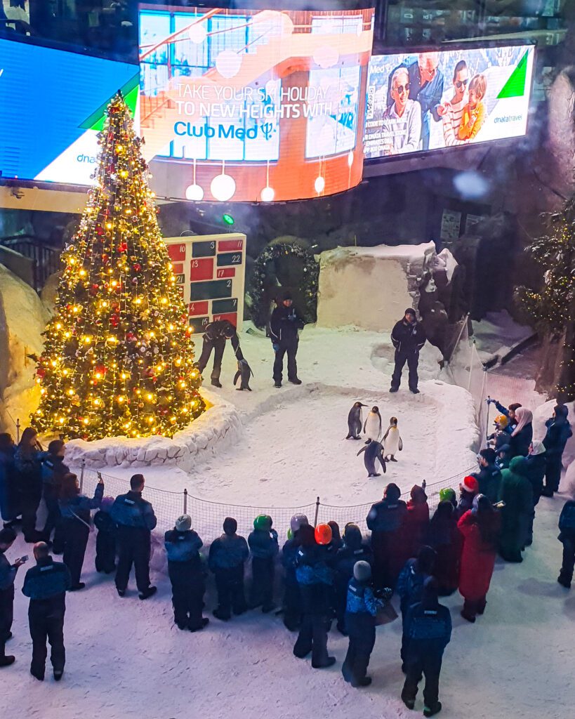 A bunch of people standing on snow, around a little fence holding in 5 penguins in Ski Dubai, Mall of the Emirates, UAE. Behind the penguins are some of their keepers, a huge Christmas tree decorated with red balls and yellow lights, and a big screen showing some ads "Nine of the Best Budget Friendly Ways to see Dubai"