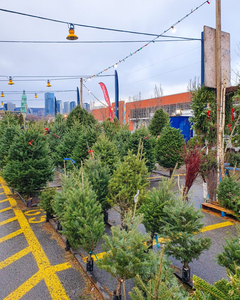 A bunch of Christmas trees of various sizes in lines outside the Christmas Village in Montreal, Canada. Above the trees are lights and behind them are some city buildings "Plan Your Visit: The Best Christmas Markets In Canada"