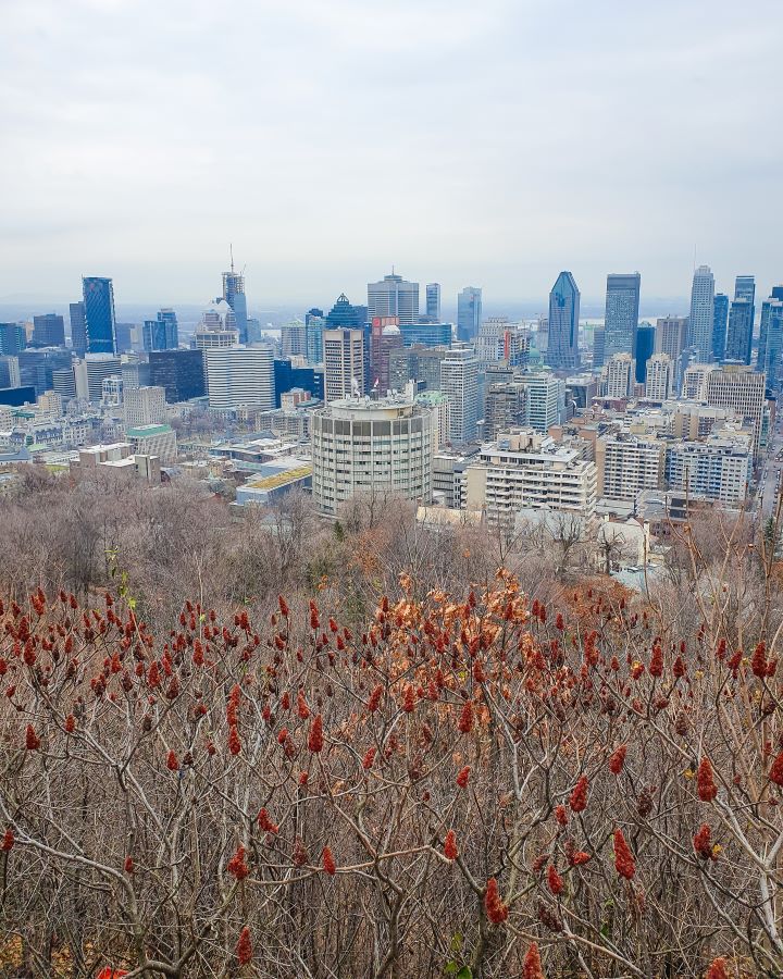 Eight Great Free Things To See In Montréal. A view down to Montréal city, Canada. In the foreground are bare brown trees with some red leaves on them. Behind the trees is the city centre with lots of tall buildings and the sky is very grey and overcast