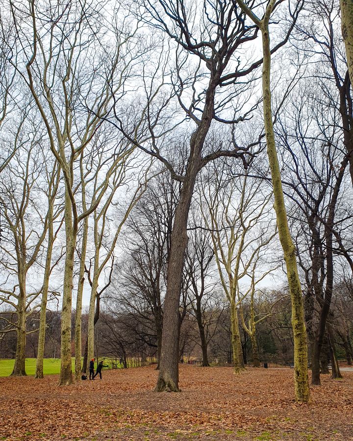 Prospect Park in Brooklyn, New York City, USA. On the ground are lots of orange leaves with bare trees all around the photo. On the left there's also a green oval and some people walking a dog "Non-Touristy Activities for Return Visitors to New York City"