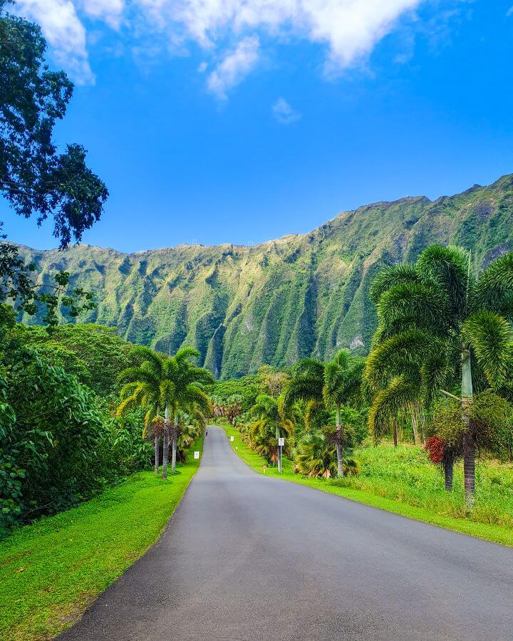 The most INCREDIBLE view up the road leading into the Ho'omaluhia Botanical Garden in O'ahu, Hawaii. The grey road is going away from the camera, with green grass and green palm trees on either side. Behind the road is the largest green mountain running all the way across the photo that has bits running down making it look like there's lines in the hill. Above it is a blue sky with clouds "Complete Guide to the Ho'omaluhia Botanical Garden Without a Car"