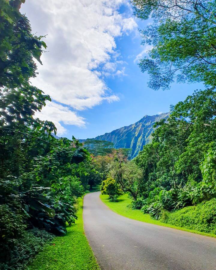 A grey road leading away from the camera in the Ho'omaluhia Botanical Garden, O'ahu, Hawaii. Around the road is some green grass and lots of big green bushes and trees. In the background you can see the big green pointy hill and above is the blue sky with some clouds "Complete Guide to the Ho'omaluhia Botanical Garden Without a Car"