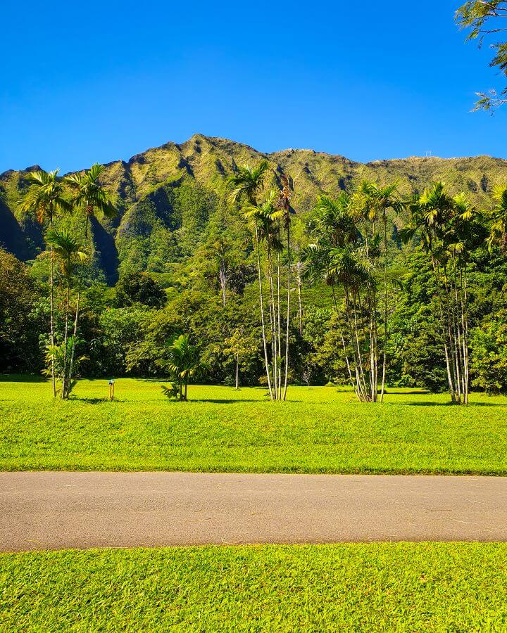 Some neat green grass with a grey road in between. Behind more grass is some palm trees, more green trees and the huge pointy hill with a cloudless blue sky above it in the Ho'omaluhia Botanical Garden, O'ahu, Hawaii "Complete Guide to the Ho'omaluhia Botanical Garden Without a Car"