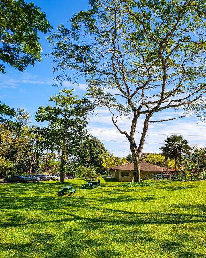 A patch of green grass with some green wooden chairs and tables on it in the Ho'omaluhia Botanical Garden, O'ahu, Hawaii. Behind the tables is a carpark with some cars in it on the left, and on the right is a little building with a railing out the front. Around the whole space is lots of trees and bushes and the sky above is blue "Complete Guide to the Ho'omaluhia Botanical Garden Without a Car"