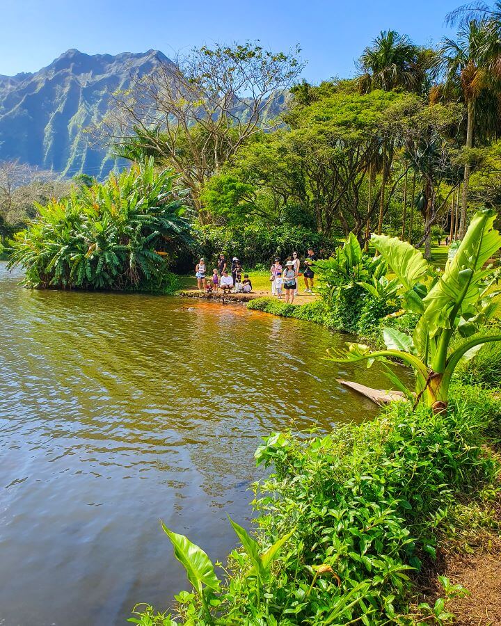 The lake on the left in the Ho'omaluhia Botanical Garden in O'ahu, Hawaii, with people standing looking at a spot of orange which is all the koi fish. On the right is some green plants and above the lake is more green plants and some green trees. Behind all of that is a huge green hill that has lots of natural points and lines in it "Complete Guide to the Ho'omaluhia Botanical Garden Without a Car"