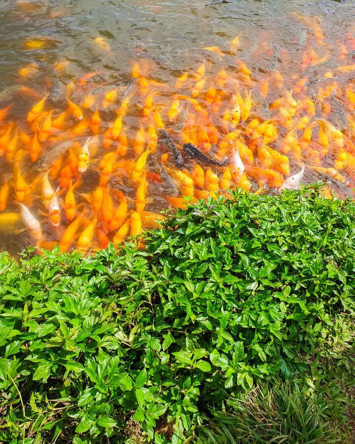 The bottom half of the photo is green plants, and the top half is a lake with heaps of huge orange koi, with some white and black koi dotted in too in the Ho'omaluhia Botanical Garden, O'ahu, Hawaii "Complete Guide to the Ho'omaluhia Botanical Garden Without a Car"