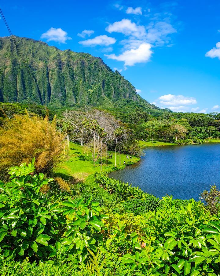 A view from above with lots of green plants in the foreground, part of the blue lake on the right side, some green grass and palm trees on the left, and the huge green hill with lines in it behind everything in the Ho'omaluhia Botanical Garden in O'ahu, Hawaii "Complete Guide to the Ho'omaluhia Botanical Garden Without a Car"