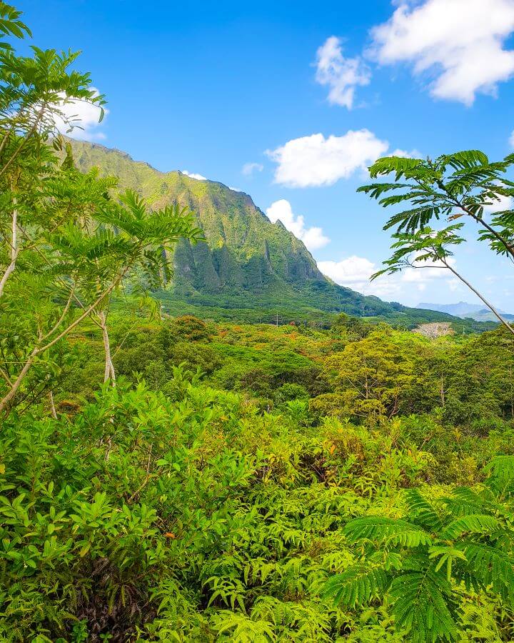 Ho'omaluhia Botanical Garden Without a Car. A view of a huge green mountain with lots of green plants leading from the mountain from the very front of the photo with the blue sky above it in the Ho'omaluhia Botanical Garden, O'ahu, Hawaii.