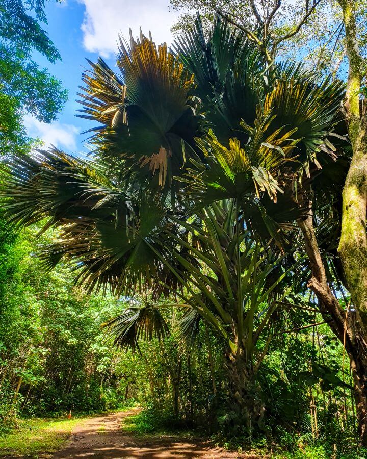 A dirt path on the left leading away from the camera with huge green bushes around the path. On the right of the path is a huge palm tree with very large fronds in the Ho'omaluhia Botanical Garden, O'ahu, Hawaii "Complete Guide to the Ho'omaluhia Botanical Garden Without a Car"