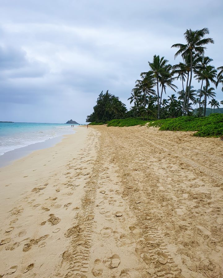 An empty Kailua beach in O'ahu, Hawaii. Most of the photo is the yellow sand, with green bushes and palm trees on the right and the water on the left. In the distance is a little hill and some people walking on the beach. "How to See O'ahu Without a Car"