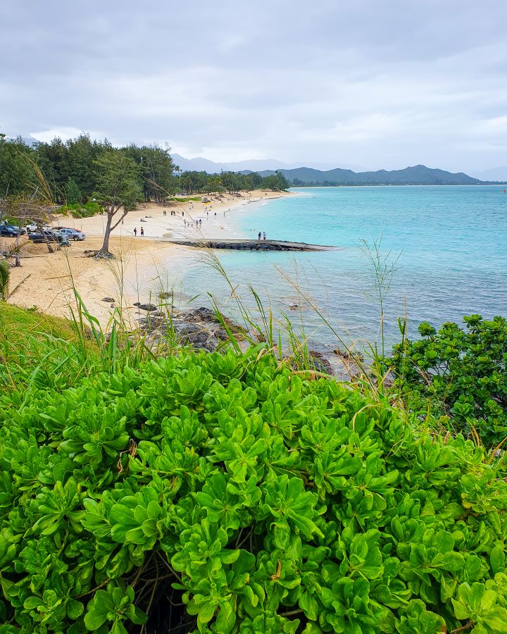 Looking over Lanikai beach in O'ahu, Hawaii. In the foreground are green bushes, then there's the beach on the left and the water on the right. There's trees on the far left behind the beach and there's also some cars parked. There's lots of people on the beach and a little bit of land jutting out into the water with people on it too. In the distance are some hills and the sky is overcast. "How to See O'ahu Without a Car"