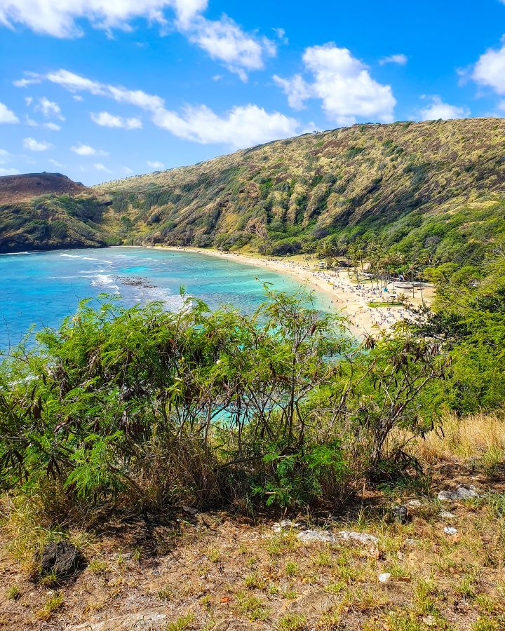 Looking down at Hanauma Bay in O'ahu, Hawaii. In the foreground is grass and green bushes, and behind is the view down at the bay. There's a big hill with brown and green plants, with a beach at the bottom of the hill. There's a small strip of sand with a lot of people on it, then a large section of blue water "How to See O'ahu Without a Car"